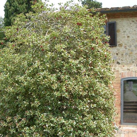L Agrifoglio Bed and Breakfast Castelnuovo Berardenga Eksteriør billede